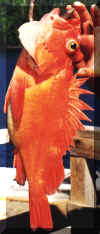 yelloweye.jpg (177990 bytes)